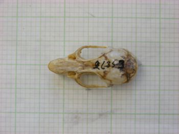 Media type: image;   Mammalogy 26353